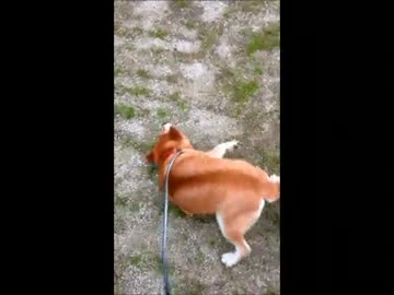 柴犬が地面にすりすり