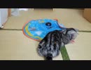 我が家のにゃんこを新マシーンで遊ばせてみる　その２