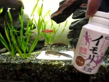 突然　興奮するイモリ