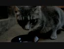 トラさん一家観察日記　275日目