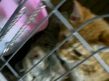 拾いねこ＠生後244/211日目　WBC熱かったですねー！