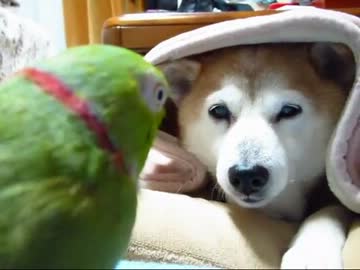 ローズちん孤軍奮闘？（１３年３月９日）