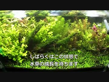 我が家の水槽の変遷PART3