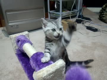 猫パンチ練習中。