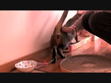 くるねこ大和　20130309　前払い