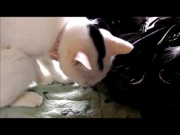牛柄猫家族４３ ～壊し屋マヒナ～