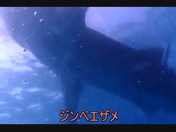 フィリピンでダイビングしてみた