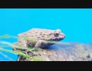 カエルの唄