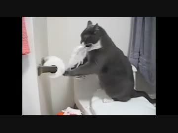 かわいい猫のイタズラ　まとめ動画