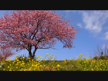 【鉄道旅行】ちょっと早い春を探しに伊豆へ。その１