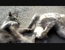 トラさん一家観察日記　276日目