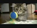 ナポレオンの子猫（マンチカン×ペルシャ）