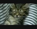 抱っこでねんね★ナポレオンの子猫（マンチカン×ペルシャ）