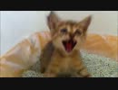 シャッ！！！