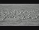 2013年うみねこ観察記　3月9日　日曜日