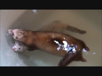 フェレットのご入浴