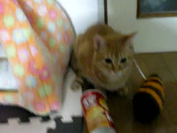 拾いねこ＠生後246/213日目　可愛いを具現化したらこうなった