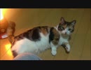 【マンチカンの成猫】毛繕い中。