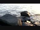 2013_0309.mp4