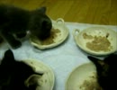 子猫たちのお食事