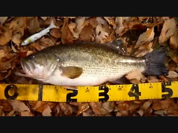 たぶんもっとバスは釣れる！　4 　【出たぜ！！春の50up！！編】