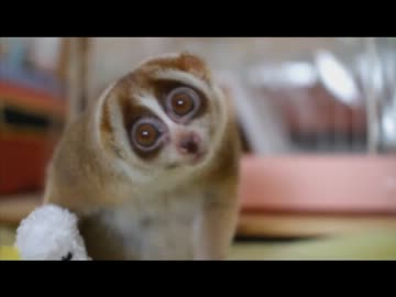 スローロリスくんボーナスステージに挑戦！