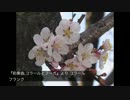 【ピアノ生演奏】【作業用BGM】クラシック曲集 part.1~ by Clara primo