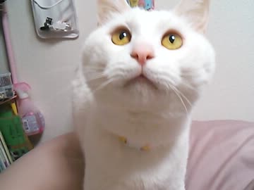 体にフィットするソファと猫