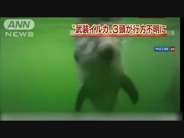 射撃装置を装着し・・・”軍用イルカ”が行方不明に