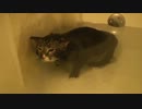 猫が風呂の中で口を水につけて「ミヨン」と鳴く動画が話題に