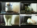 しんぬこまとめ編２０１３