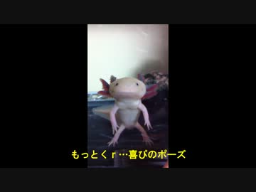 【ウパルパ動画】ぎゃーっ　ウパルパに指食われたー！