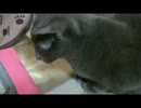 ロシアンブルーさびちゃん(ΦωΦ)　ネズミ捕獲なるかっっ？？！！