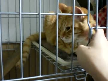 拾いねこ＠生後249/216日目　つきにょんが心配なアコにょん