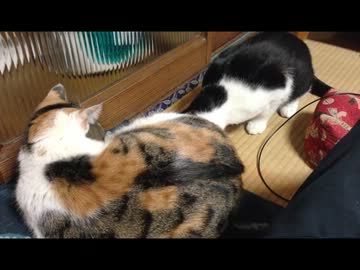 子猫がうちにきたよ【4日目】