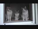 猫3匹が並んでしゃぼん玉に夢中な動画