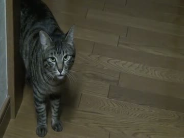 台所で魚を焼いてる時の猫