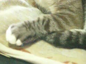 元野良猫ジャンくん１年３ヶ月は穏やかに