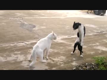 ブルース・リーになって威嚇する猫