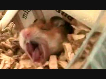 ハムスターのあくびの瞬間を撮影(´Ｑ`)｡oO【ﾊﾑ高画質】