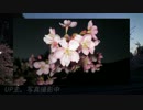 〖車載動画〗浜松で早咲きの桜を見てきた（夜桜） 3/12