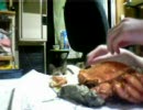 カニ食べるんだ