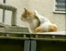 蜂が来たらかゆくなったようだ