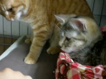 拾いねこ＠生後251/218日目　湯船につかってるように顔だけ出して、じ～