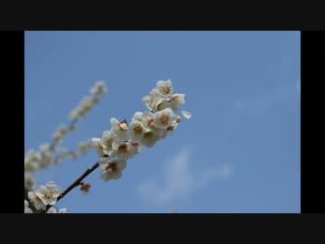 Fazer8で早春花巡りリベンジツーリング
