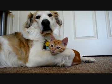 育て犬の暖かい腕に抱かれながらも、舌に興味津々の猫