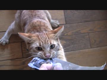 もう離さニャイ！獰猛な猫【Mの人向けの動画♥】