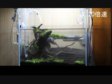 【アクアリウム】30C水槽立ち上げてみた【part2】訂正版