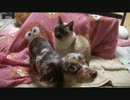 ネコさんとワンコがこんなに近くに！