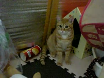 拾いねこ＠生後252/219日目　もう傷がある以外は普通ですね